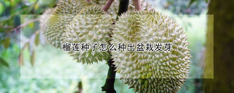 榴蓮種子怎麼種出盆栽發芽