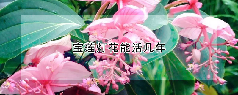 寶蓮燈花能活幾年