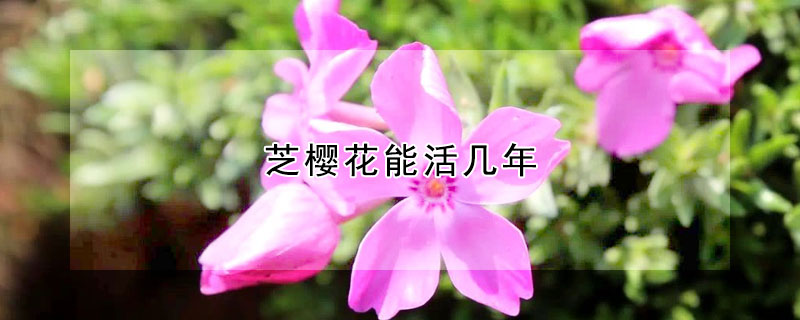 芝櫻花能活幾年