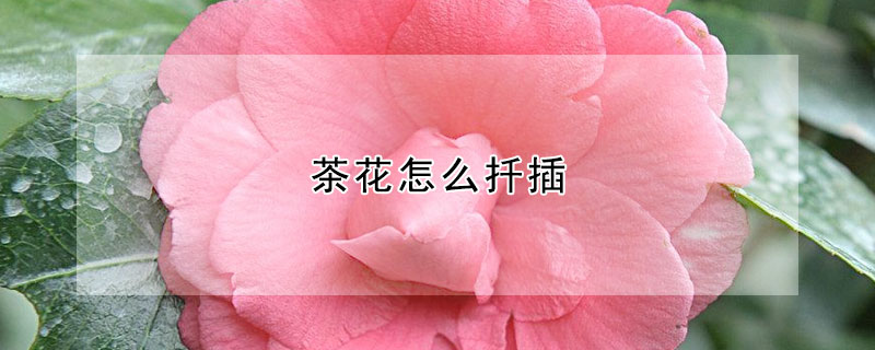 茶花怎麼扡插