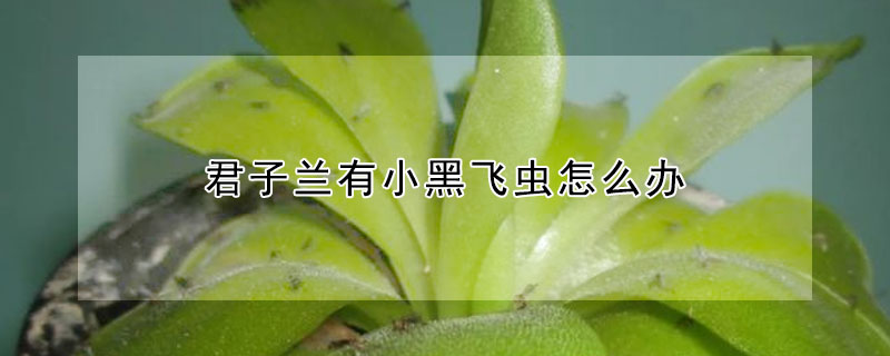 君子蘭有小黑飛蟲怎麼辦