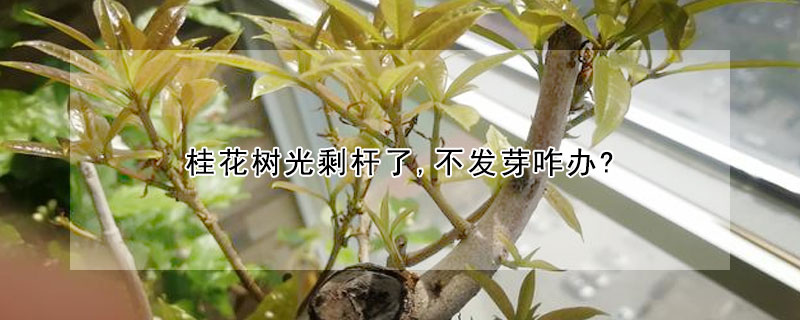 桂花樹光剩杆了,不發芽咋辦?