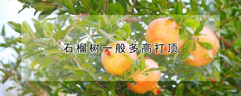 石榴樹一般多高打頂