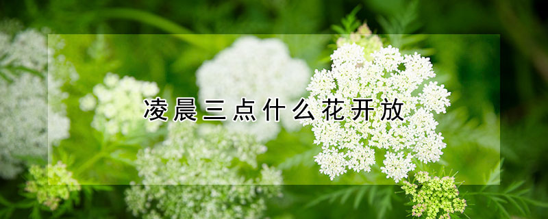 淩晨三點什麼花開放