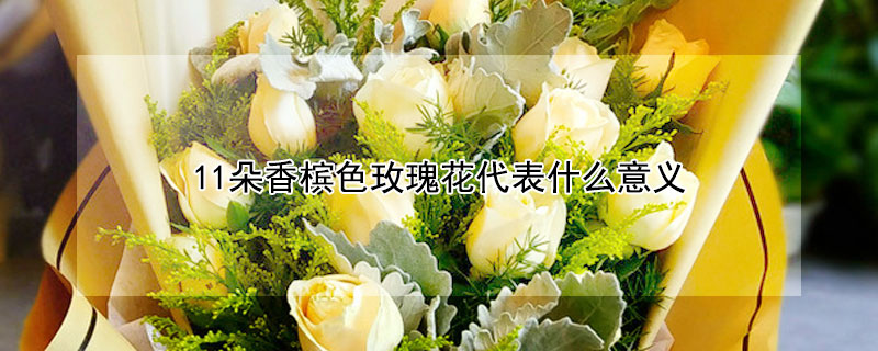 11朵香檳色玫瑰花代表什麼意義