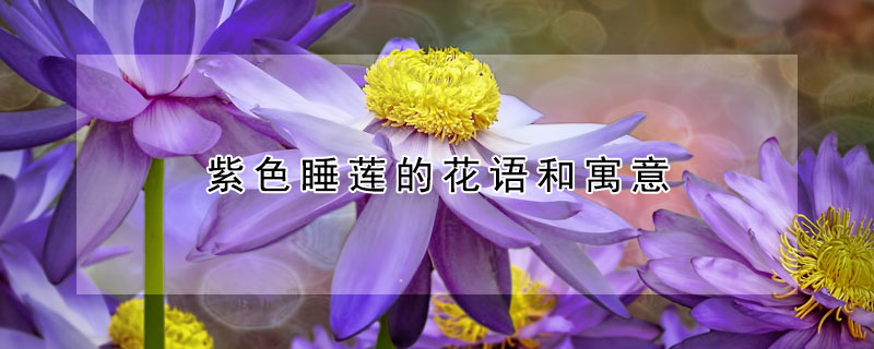 紫色睡蓮的花語和寓意