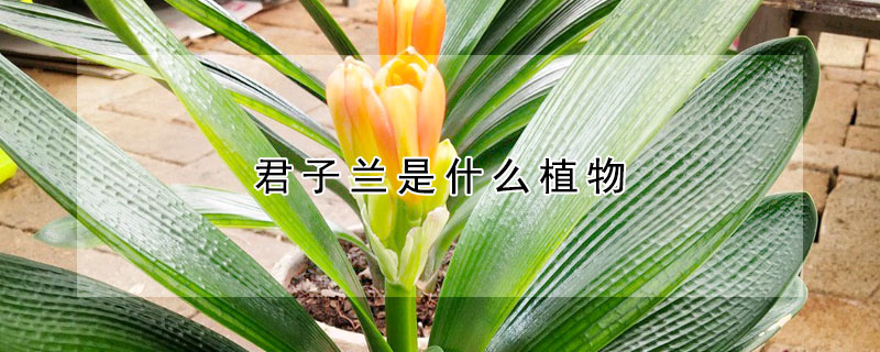 君子蘭是什麼植物