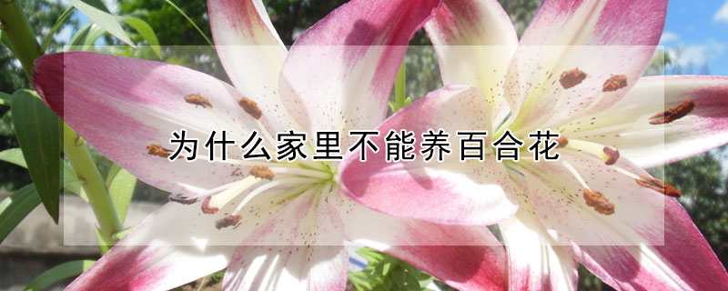 為什麼家裏不能養百合花