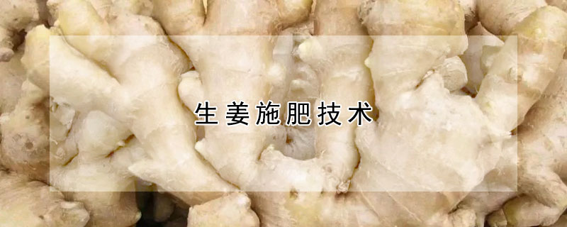 生薑施肥技術