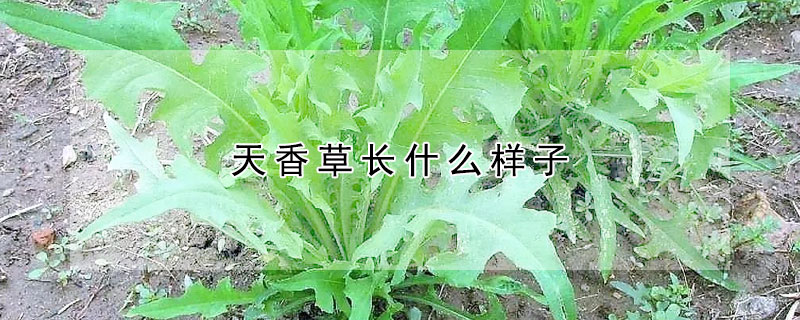 天香草長什麼樣子