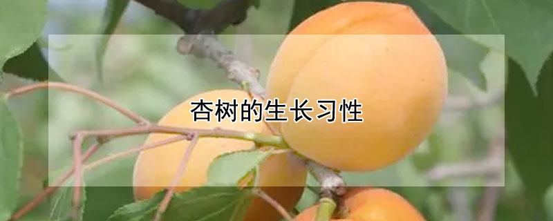 杏樹的生長習性