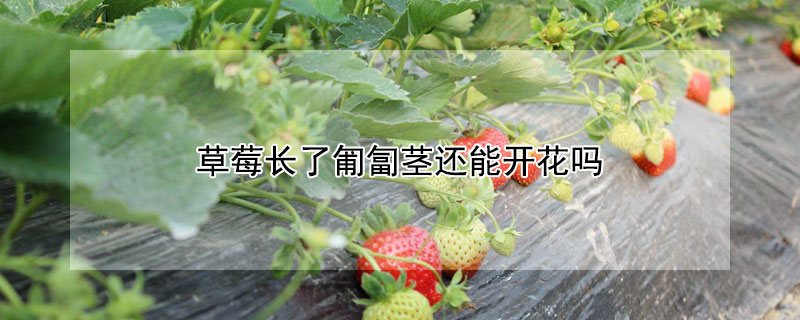 草莓長了匍匐莖還能開花嗎