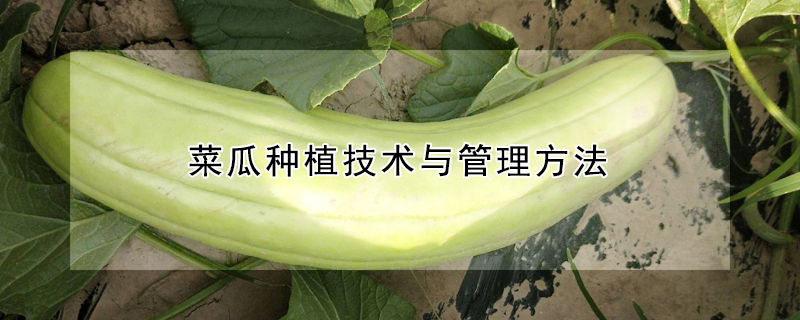 菜瓜種植技術與管理方法