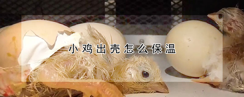 小雞出殼怎麼保溫