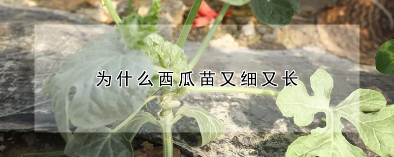 為什麼西瓜苗又細又長