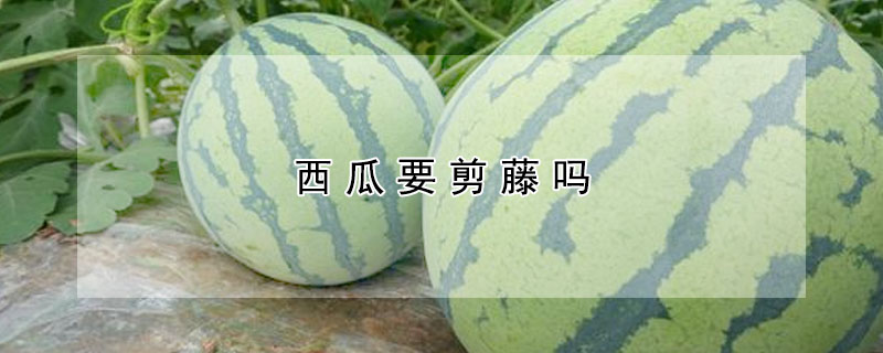 西瓜要剪藤嗎