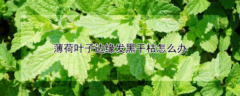 薄荷葉子邊緣發黑幹枯怎麼辦