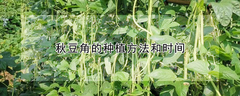 秋豆角的種植方法和時間