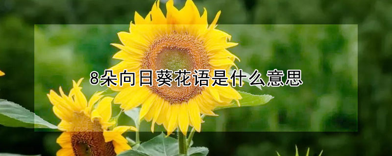 8朵向日葵花語是什麼意思