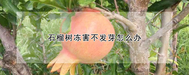 石榴樹凍害不發芽怎麼辦