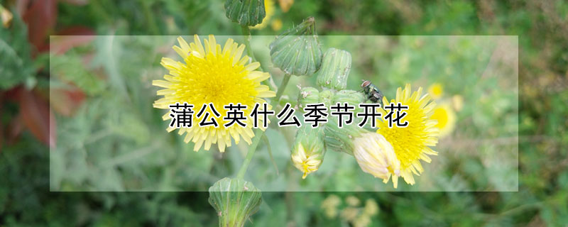 蒲公英什麼季節開花