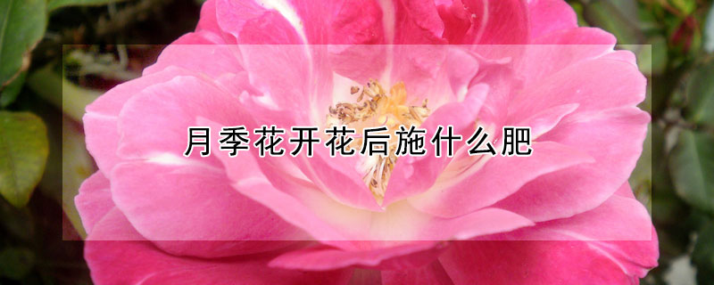 月季花開花後施什麼肥