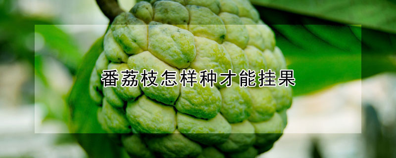 番荔枝怎樣種才能掛果