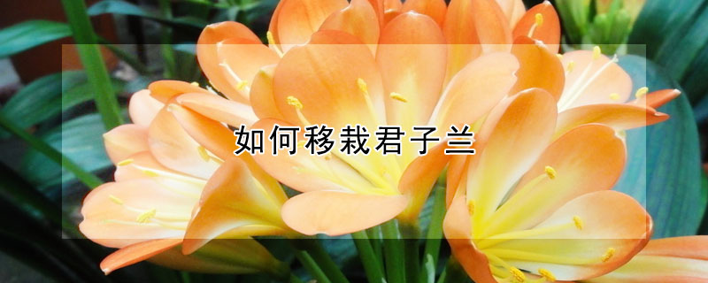 如何移栽君子蘭