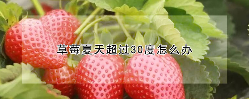 草莓夏天超過30度怎麼辦