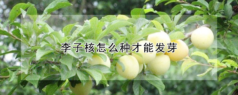 李子核怎麼種才能發芽