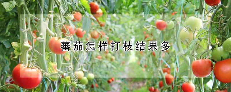 蕃茄怎樣打枝結果多