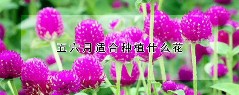 五六月適合種植什麼花