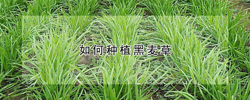 如何種植黑麥草