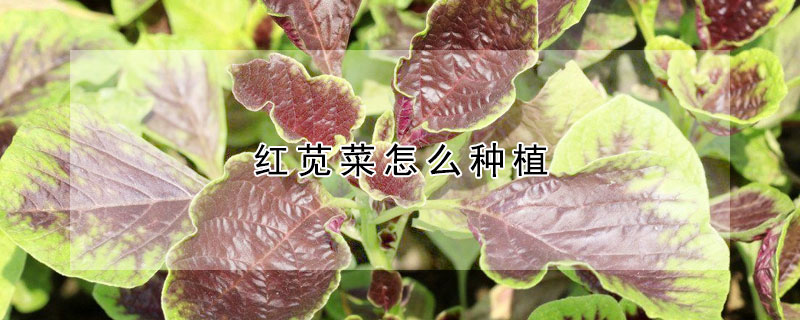 紅莧菜怎麼種植