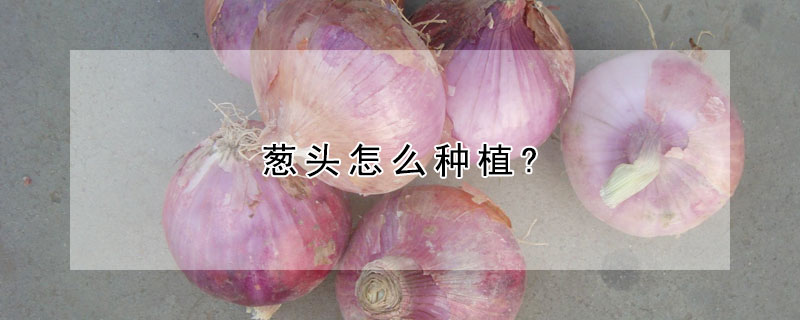 蔥頭怎麼種植?