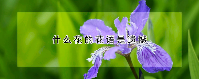 什麼花的花語是遺憾