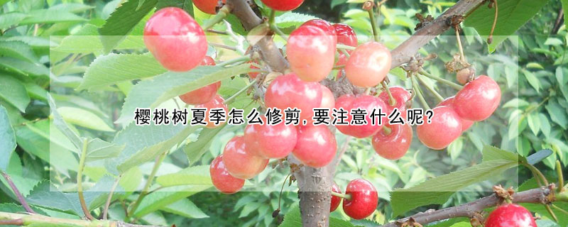 櫻桃樹夏季怎麼修剪,要注意什麼呢?