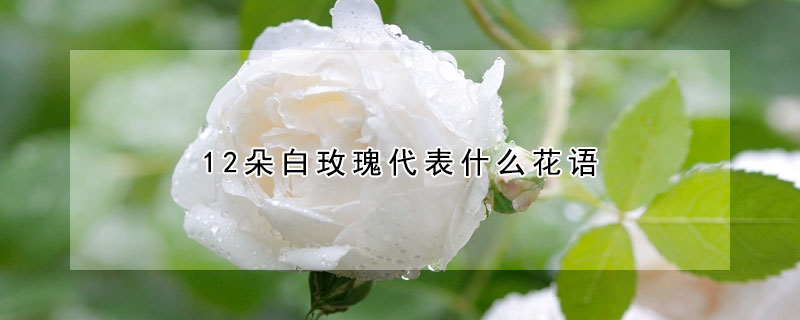 12朵白玫瑰代表什麼花語