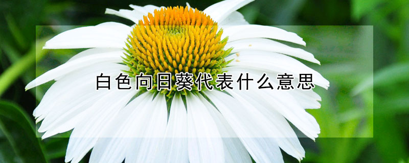 白色向日葵代表什麼意思