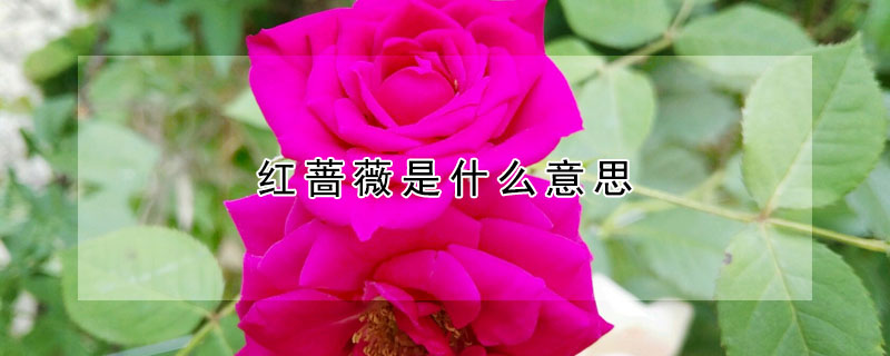 紅薔薇是什麼意思