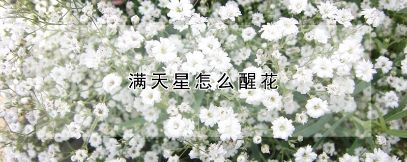 滿天星怎麼醒花