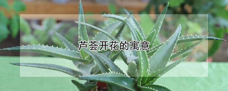 蘆薈開花的寓意