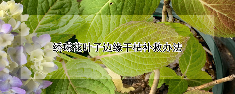 繡球花葉子邊緣幹枯補救辦法