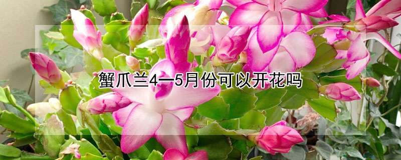 蟹爪蘭4一5月份可以開花嗎