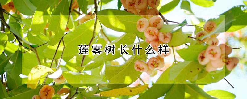 蓮霧樹長什麼樣