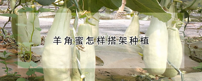 羊角蜜怎樣搭架種植