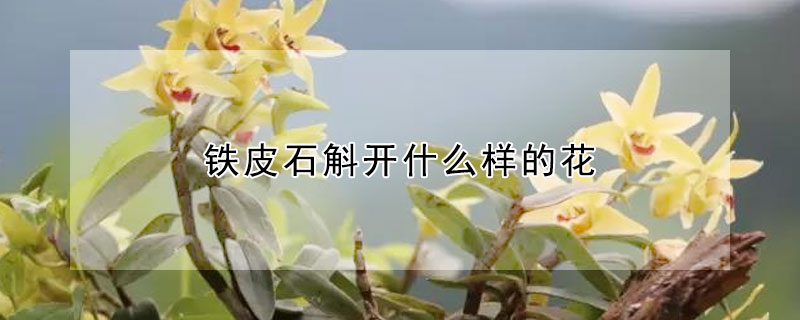 鐵皮石斛開什麼樣的花