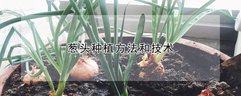 蔥頭種植方法和技術