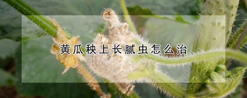 黃瓜秧上長膩蟲怎麼治