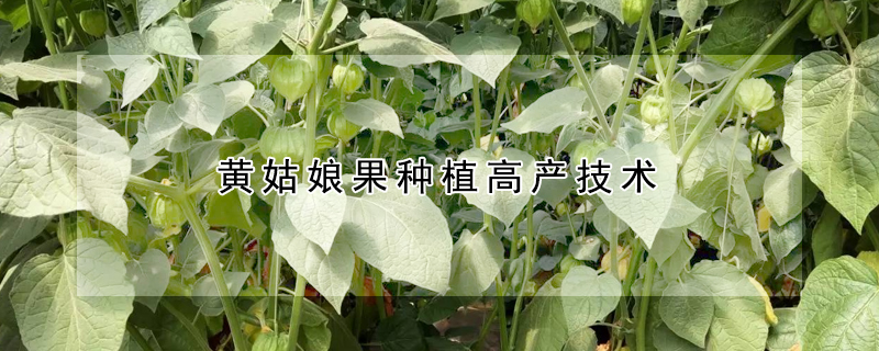 黃姑娘果種植高產技術